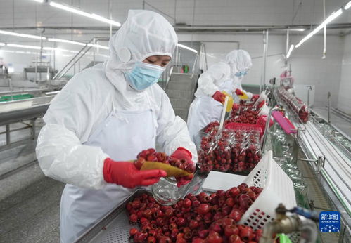 山楂產(chǎn)業(yè)生態(tài)富農(nóng) 河北遵化的綠色發(fā)展之路